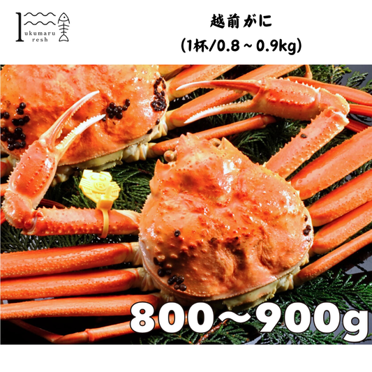 【福井】福丸ふれっしゅ 越前がに(1杯/0.8〜0.9kg)
