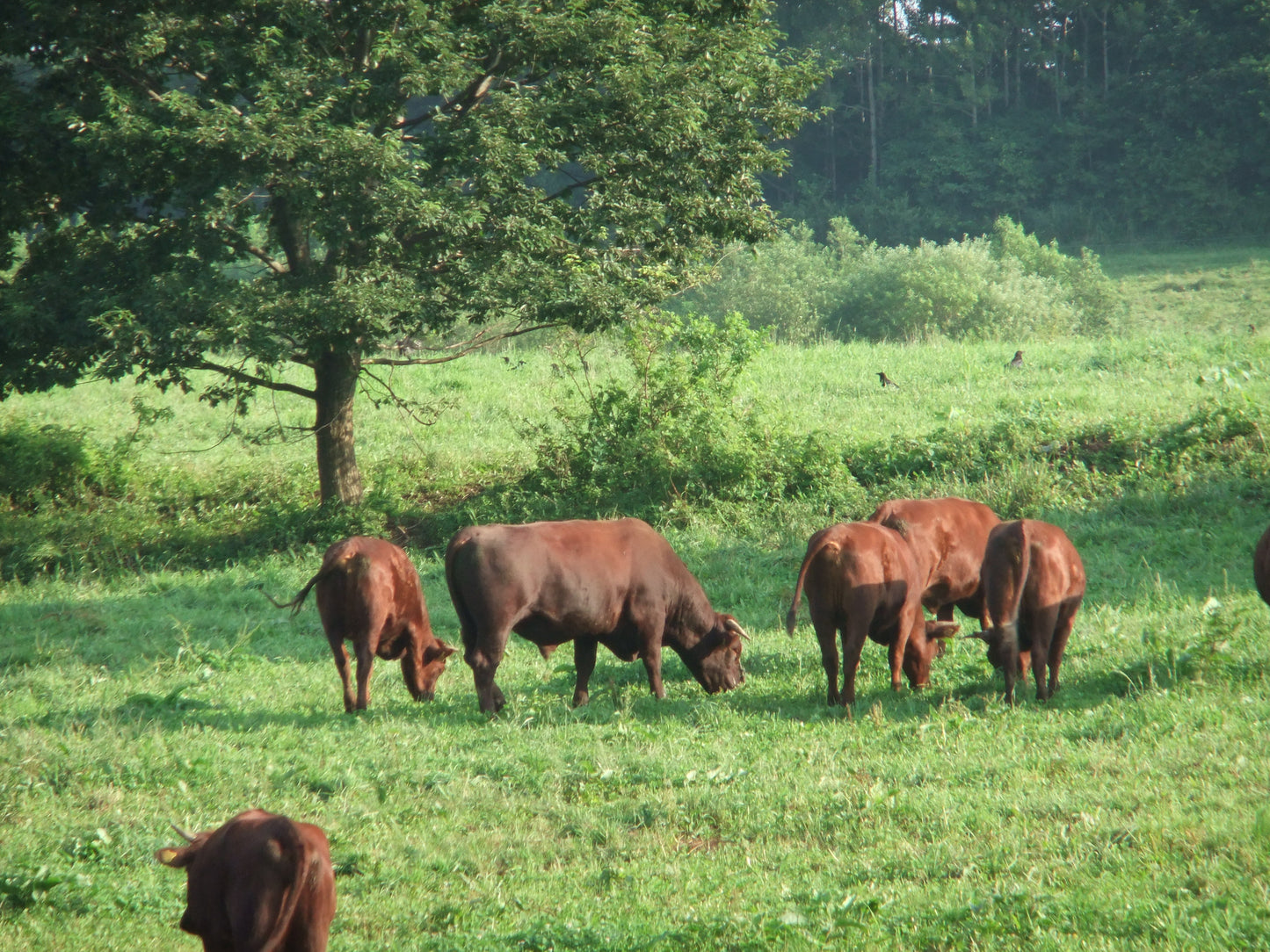 【岩手】ソナム 短角牛セット
