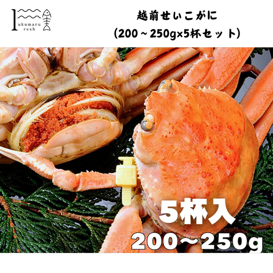 【福井】福丸ふれっしゅ 越前せいこがに(200〜250g×5杯セット)