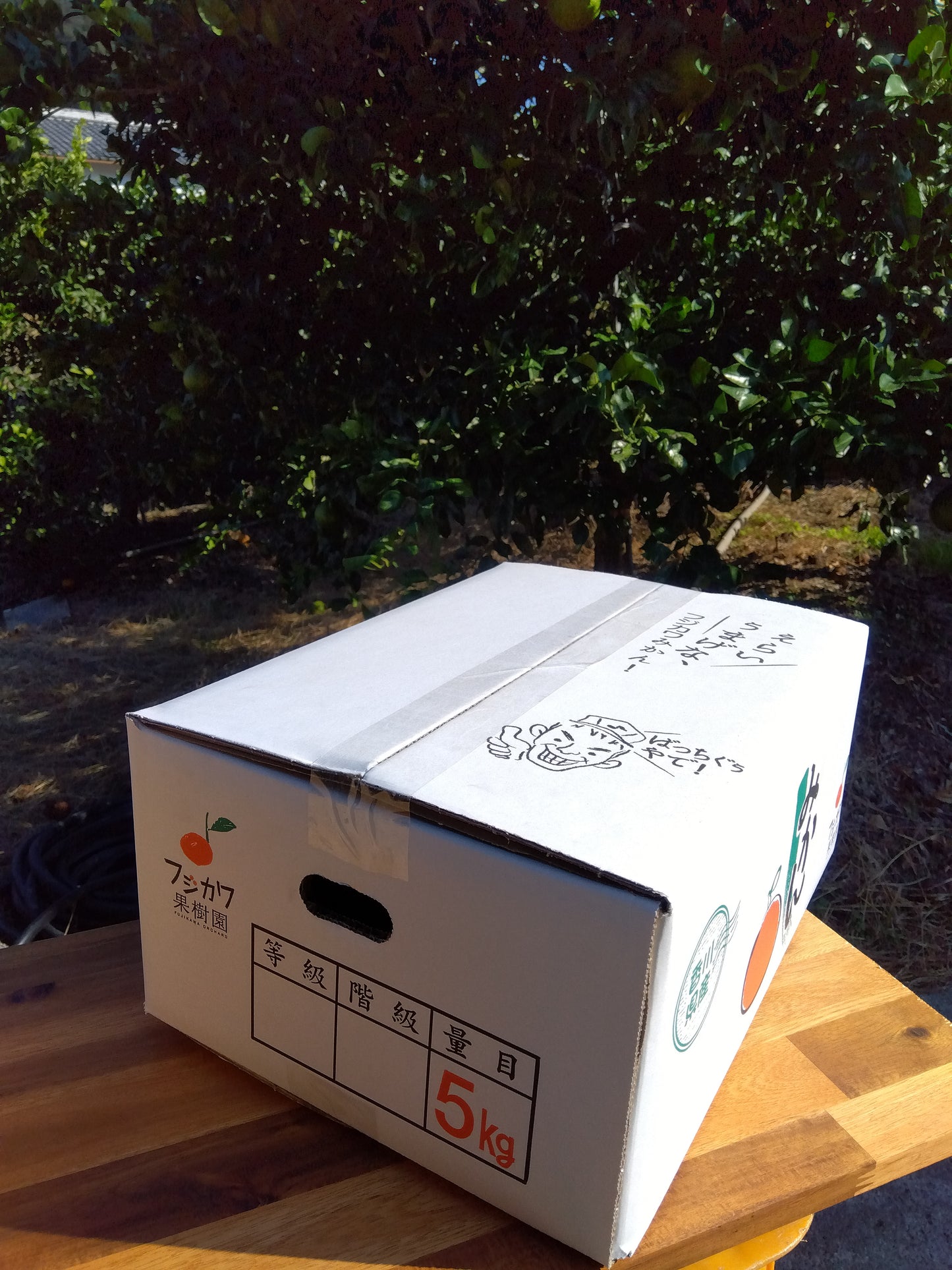 【香川】フジカワ果樹園 ゆら早生 温州みかん 5kg