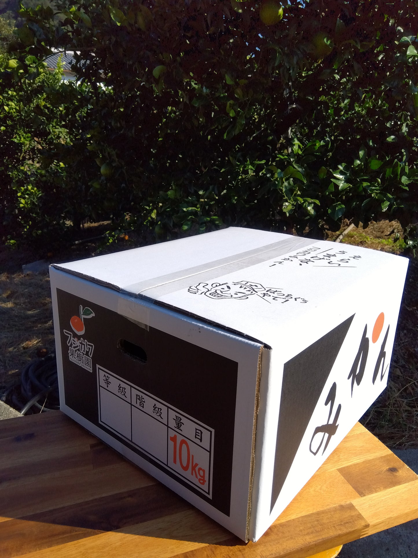 【香川】フジカワ果樹園 しらぬひ 10kg