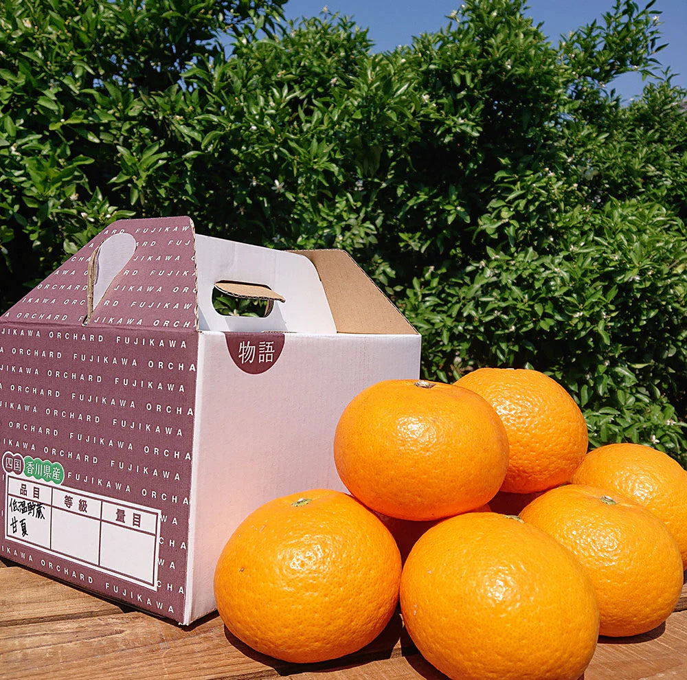 【香川】フジカワ果樹園 低温貯蔵 甘夏柑 3kg
