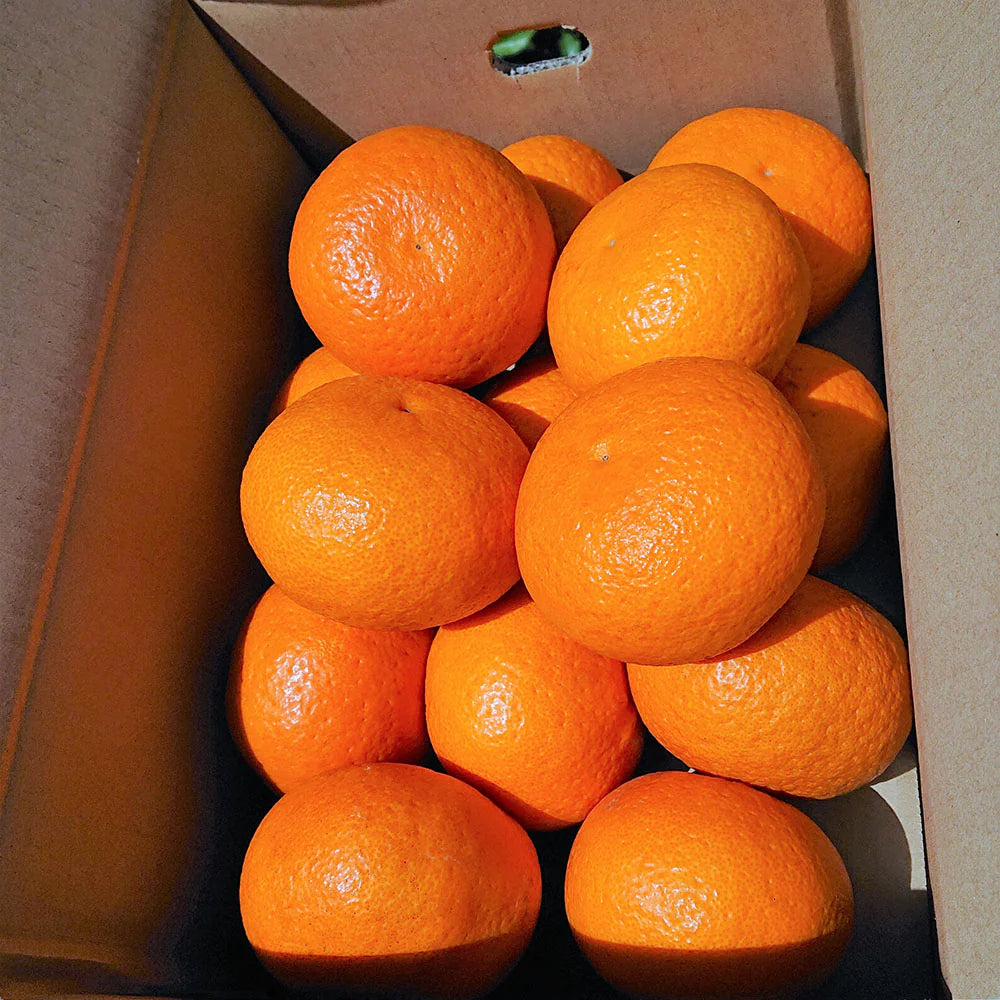 【香川】フジカワ果樹園 低温貯蔵 甘夏柑 5kg