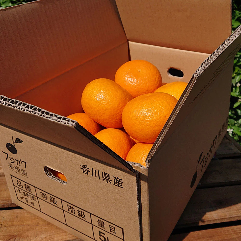 【香川】フジカワ果樹園 低温貯蔵 甘夏柑 5kg
