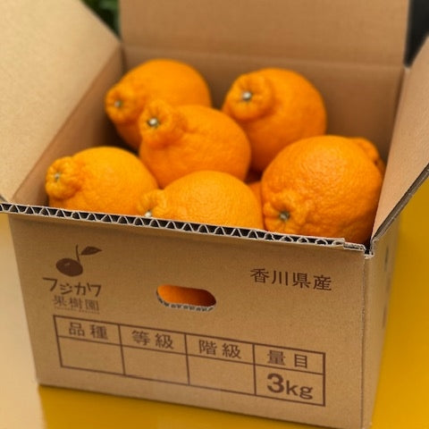 【香川】フジカワ果樹園 しらぬひ 3kg