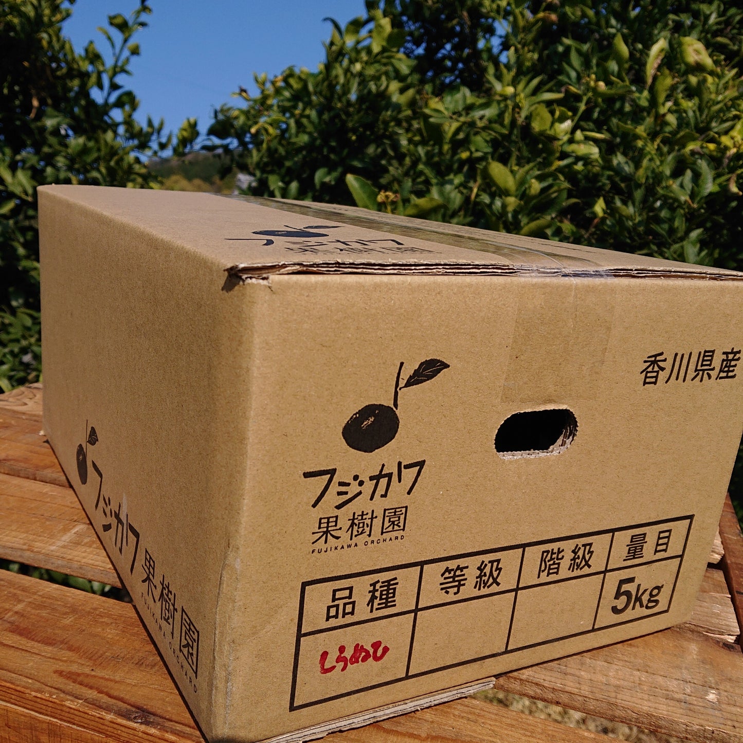 【香川】フジカワ果樹園 しらぬひ 5kg