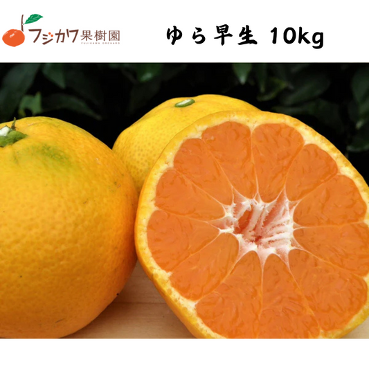 【香川】フジカワ果樹園　ゆら早生　温州みかん 10kg
