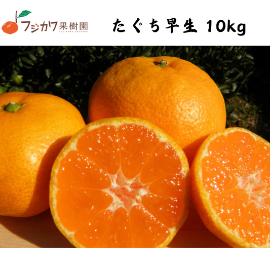 【香川】フジカワ果樹園　たぐち早生　温州みかん 10kg