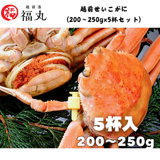 【福井】福丸フーズ　越前せいこがに（200〜250g×5杯セット）