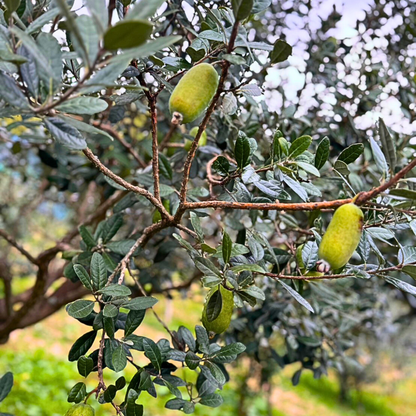 【福島】ゆうゆうファーム　フェイジョアバラエティセット