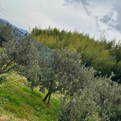 【福島】ゆうゆうファーム　フェイジョアバラエティセット