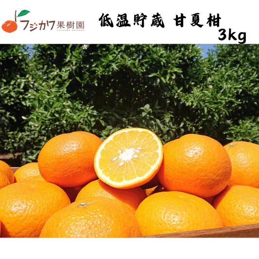 【香川】フジカワ果樹園　低温貯蔵 甘夏柑 3kg