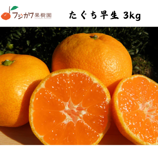 【香川】フジカワ果樹園　たぐち早生　温州みかん 3kg