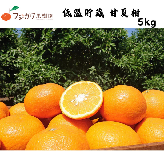 【香川】フジカワ果樹園　低温貯蔵 甘夏柑 5kg