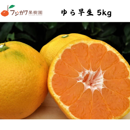 【香川】フジカワ果樹園　ゆら早生　温州みかん 5kg