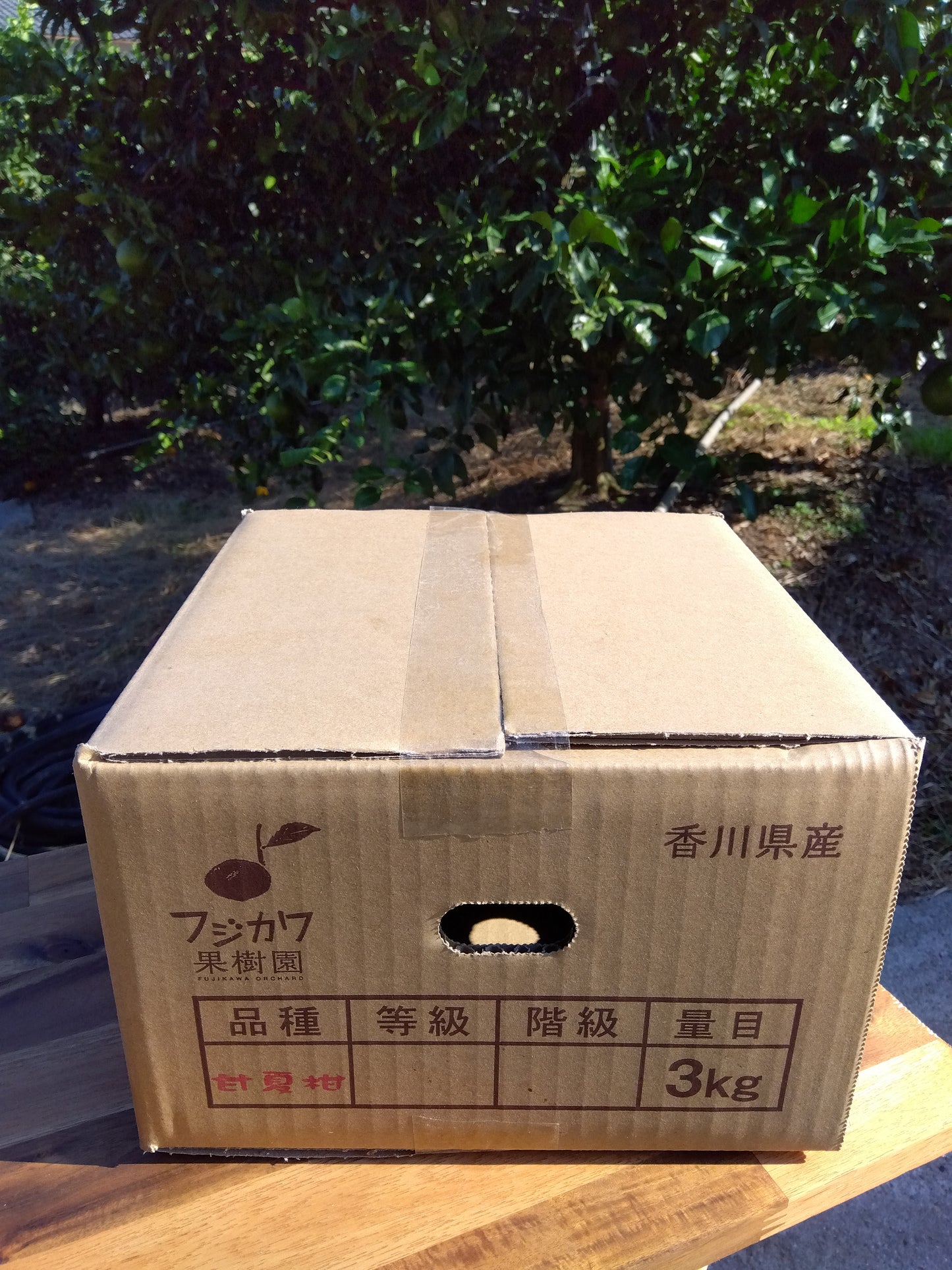 【香川】フジカワ果樹園　ゆら早生　温州みかん 3kg