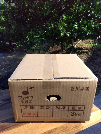 【香川】フジカワ果樹園　ゆら早生　温州みかん 3kg