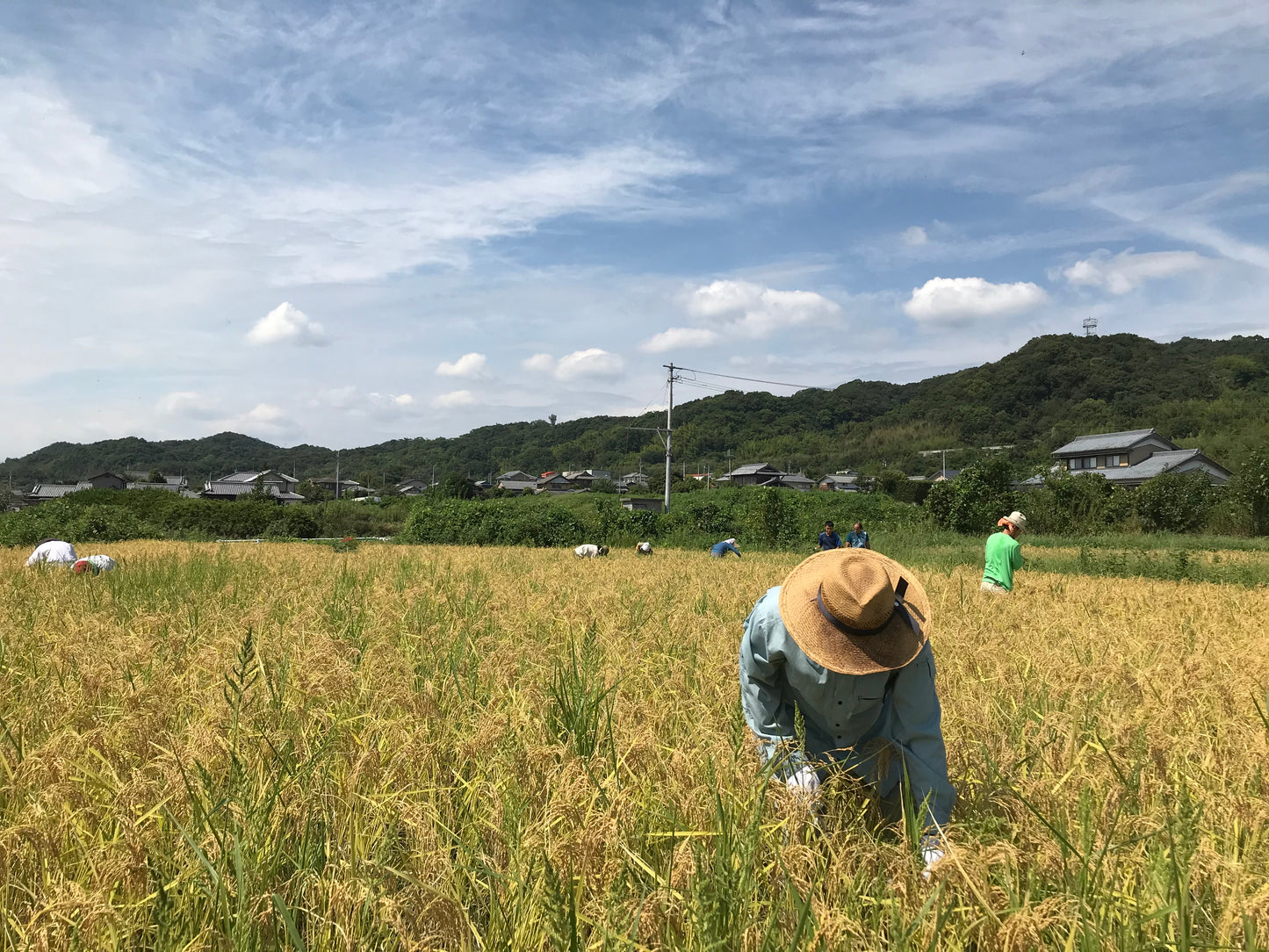 【徳島】有機農園小七郎　ひのひかり　3kg