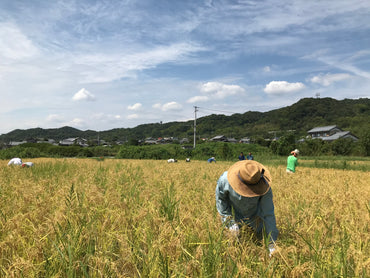 【徳島】有機農園小七郎　玄米屋おやじ（お餅）　6個入り