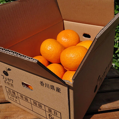 【香川】フジカワ果樹園　低温貯蔵 甘夏柑 5kg