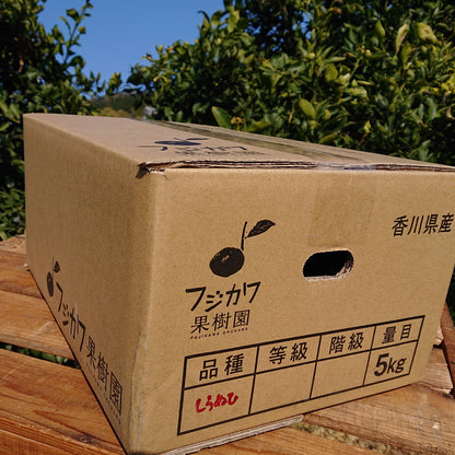 【香川】フジカワ果樹園　しらぬひ 5kg