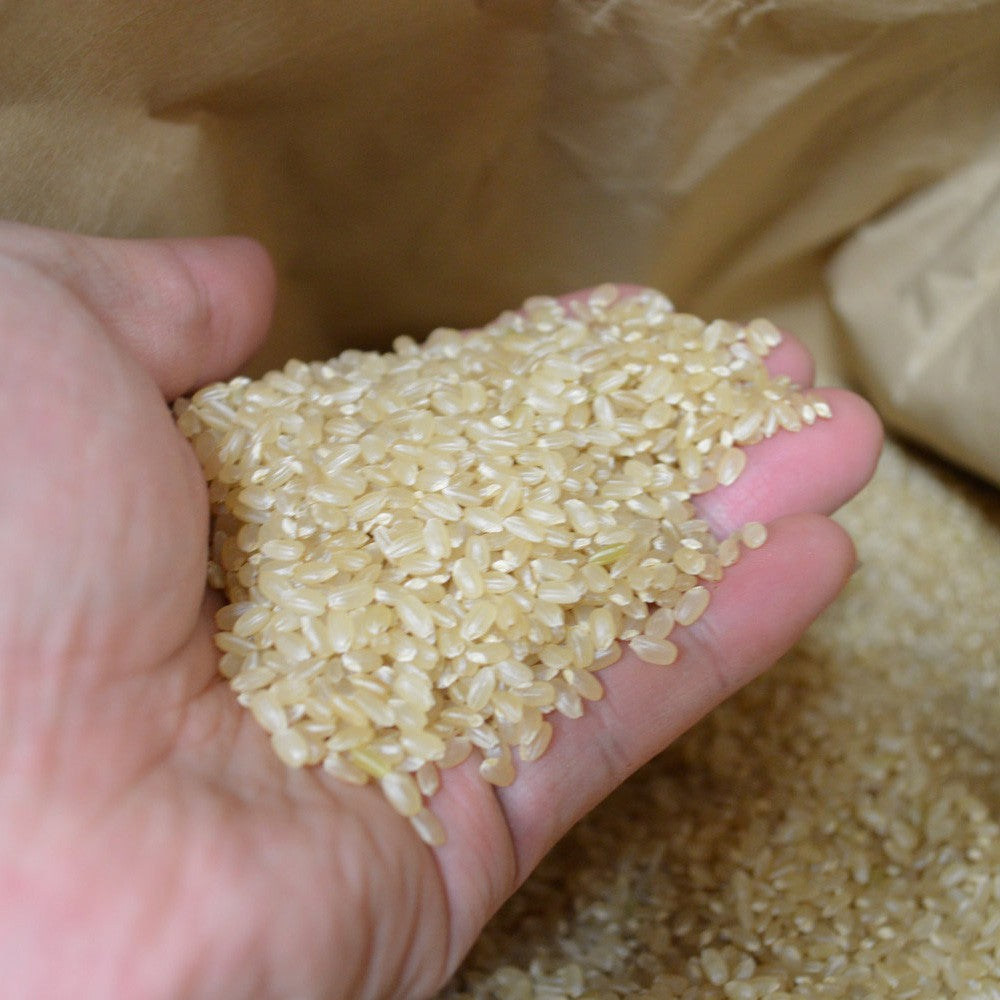 【新潟】まつえんどん　南魚沼産コシヒカリ　5kg